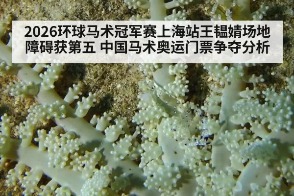 2026环球马术冠军赛上海站王韫婧场地障碍获第五 中国马术奥运门票争夺分析